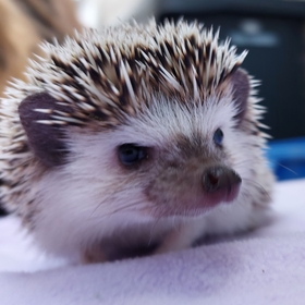 BellaLovsAnimals