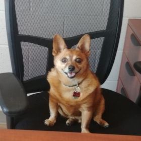 slydogg