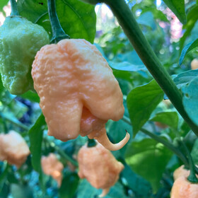 californiareaper