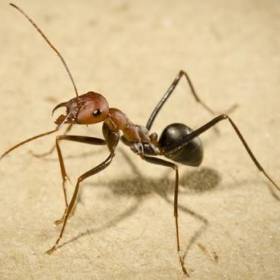 Ant-man