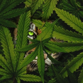 LogicalStoner