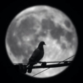 radwan