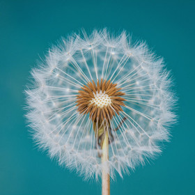 dandelion_04