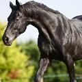QadirTheMagnificent