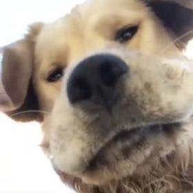 DogMakeAMove