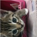pinkkitten90