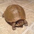 TurtleRace102