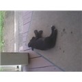 Pitbull_Lover72314
