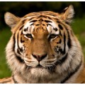 Tiger333