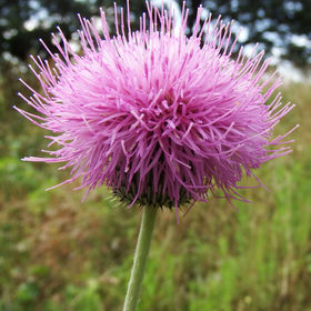 thistle4
