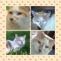 Shykittycat