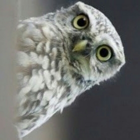 owlboi50
