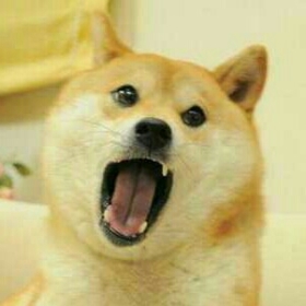 dogedoge12