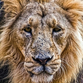 ITKing