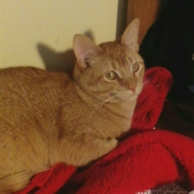 NekoArmy