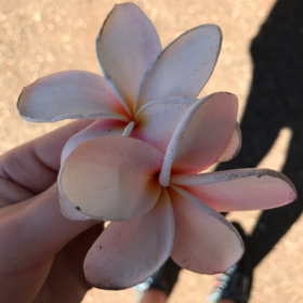 aloha96