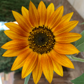 CaliSunflower