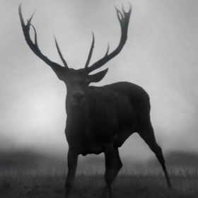 Buckantlers
