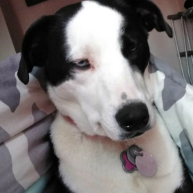 Brindle_Bangaa