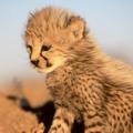 little_cheetah