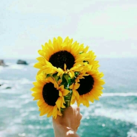 Thatsunflowerlover