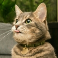 KingKactus