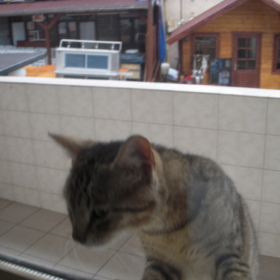 canno