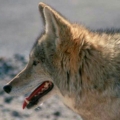 AvKot