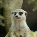 syloby