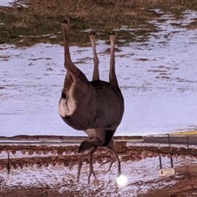 Kenanimal969