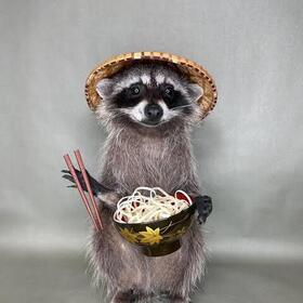 raccoon71