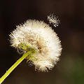 HandsomeBoxFlower