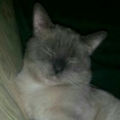 lalzi