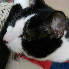 jesskittie
