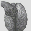 Sloane826