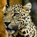 Bilemar