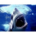 shark825
