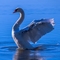 Unknown_Swan_