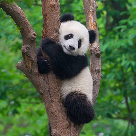 Sakinbirpanda