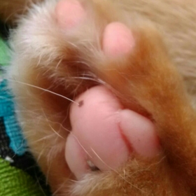 Caninelover27