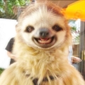 AlcoholicSloth