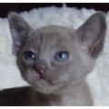 LanniLeigh