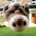 sloths_rule2021