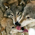 lynxfox
