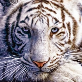 tigerty96