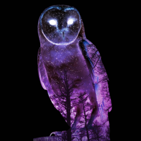 The_Night_Owl