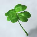 Adrian114clover