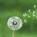 Dandelion87