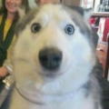 awhitevwolfa