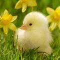 Animals36